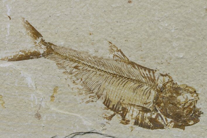 Bargain, Fossil Fish (Diplomystus) - Wyoming #159543